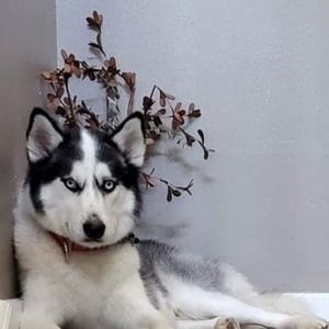 Meet your Posher, Peggy